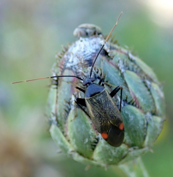 Miridae: Adelphocoris seticornis del Veneto (TV)